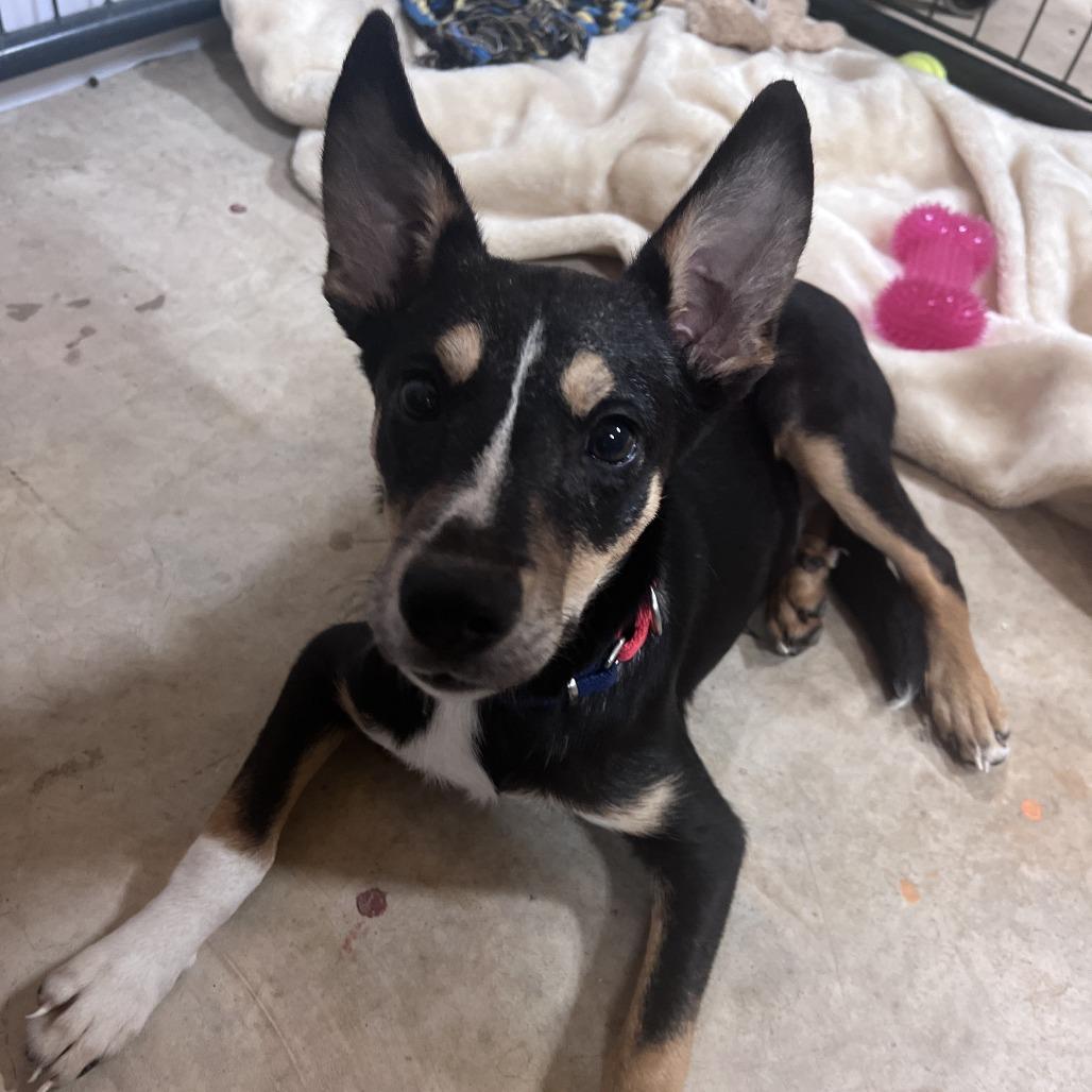 Enlarge Lucky, a Adoptable Collie in San Saba, TX image 3/3