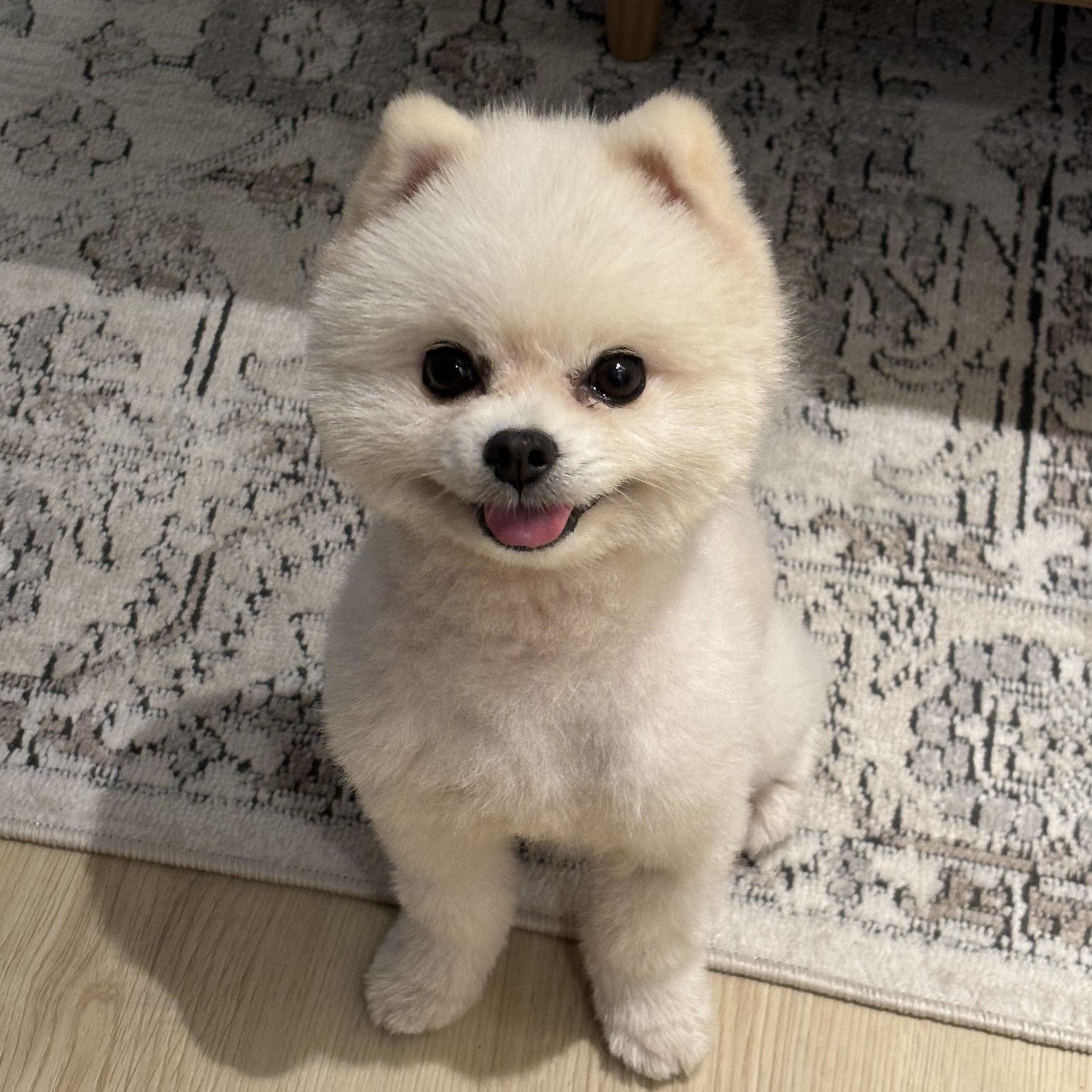 Louie *Adopted!*, Adopted, Young Male Pomeranian.