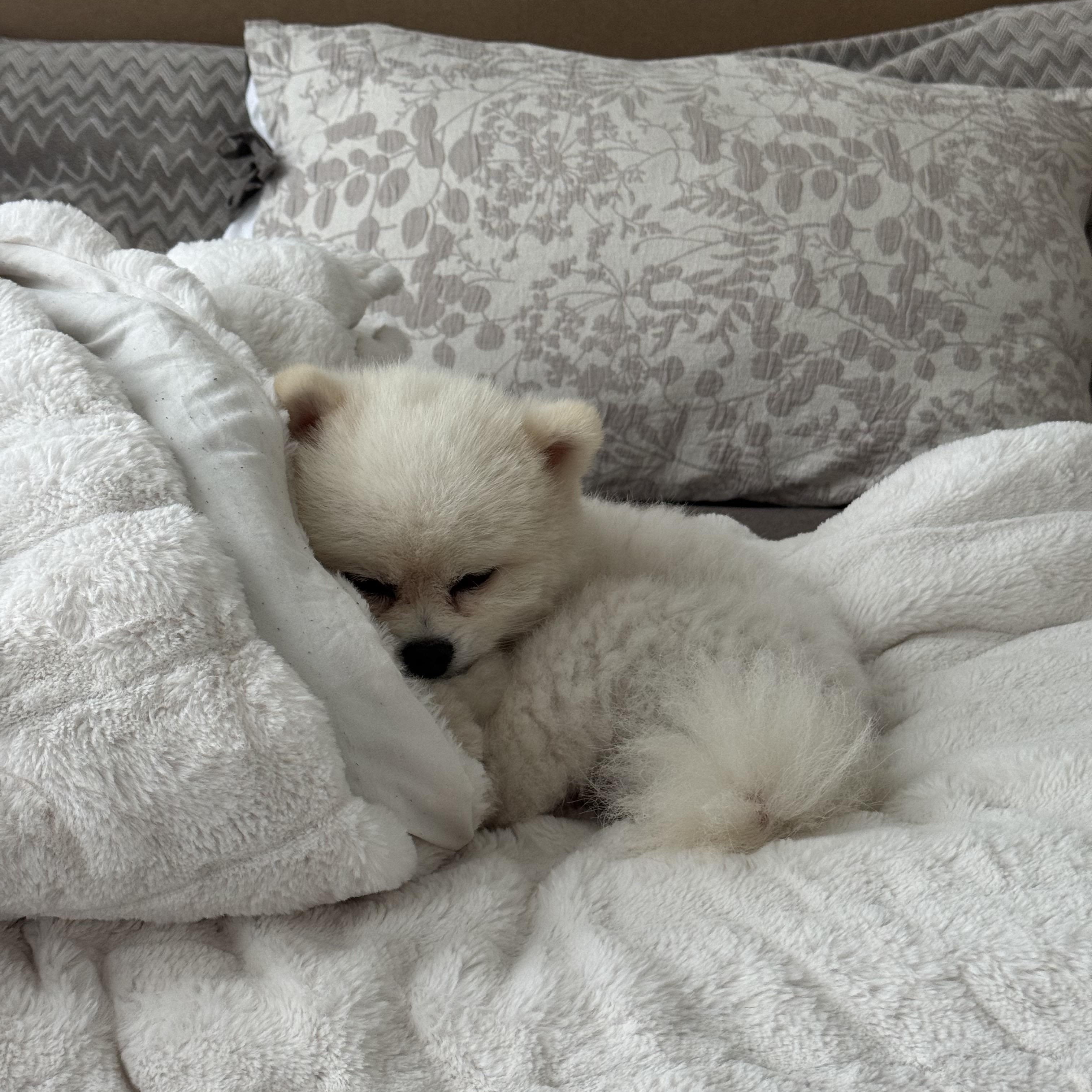Enlarge Louie *Adopted!*, a Adopted Pomeranian in Etobicoke, ON image 2/5