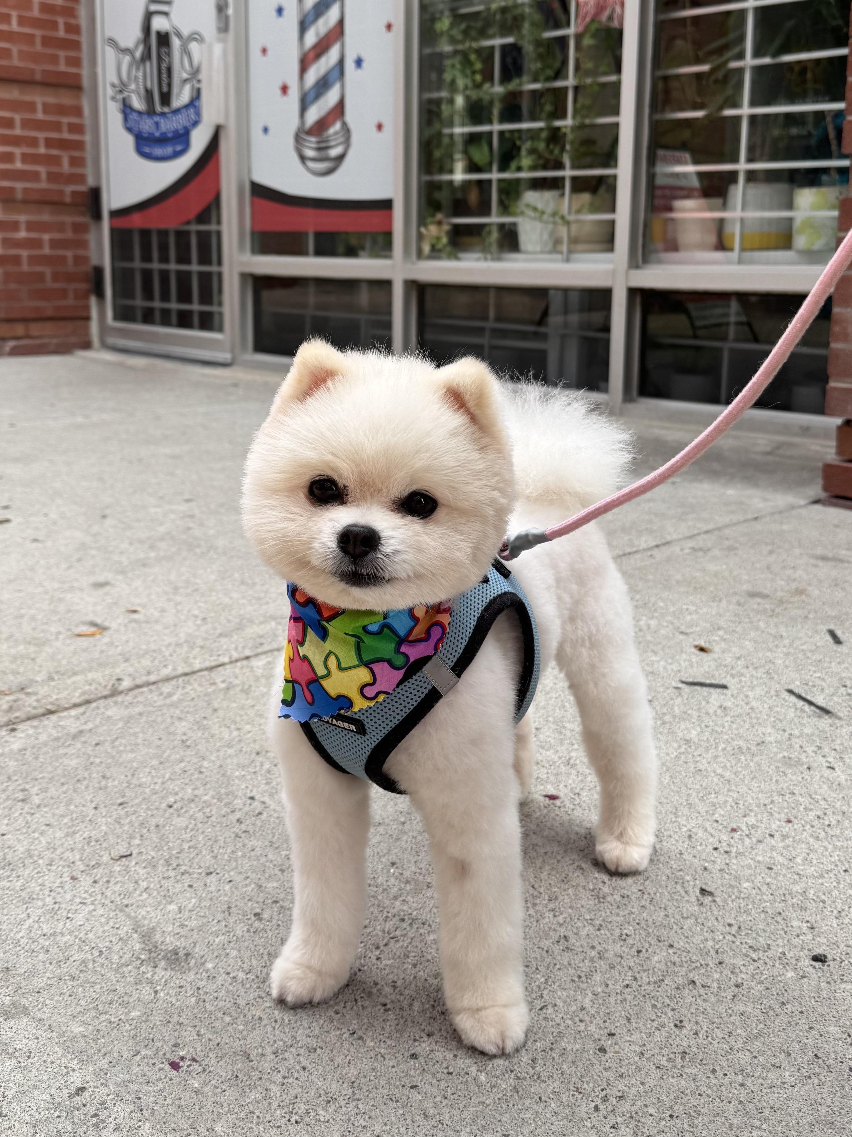 Enlarge Louie *Adopted!*, a Adopted Pomeranian in Etobicoke, ON image 3/5
