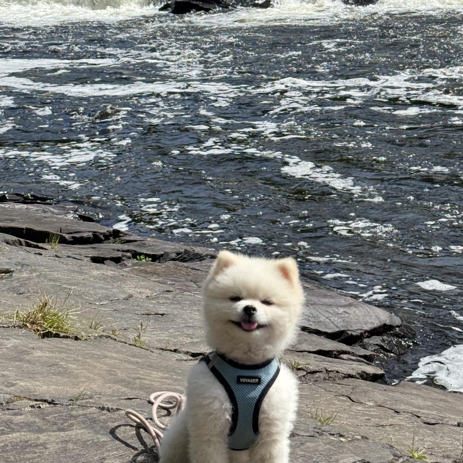 Enlarge Louie *Adopted!*, a Adopted Pomeranian in Etobicoke, ON image 4/5