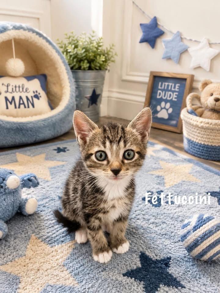 Fettuccini, Adoptable, Kitten Male Tabby.