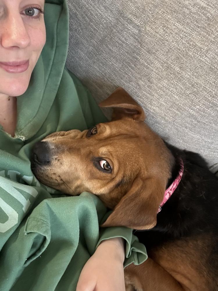 Hank, Adoptable, Adult Male Basset Hound & Beagle.