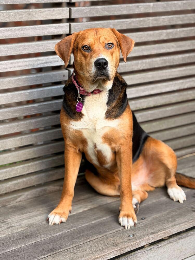 Hank, a Adoptable mixed breed in Manhattan, NY image 3/3