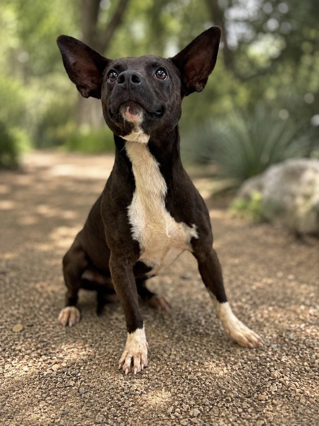 Zippy, a Adoptable Terrier in Helotes, TX image 3/3