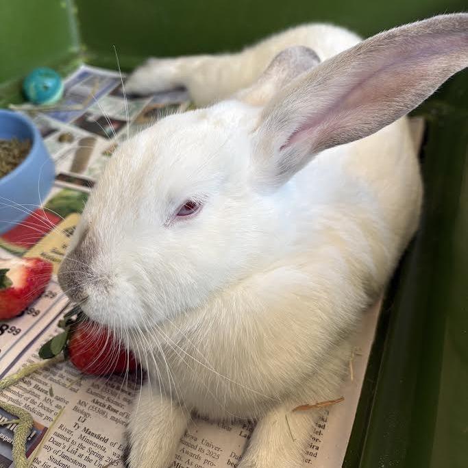 Babee, Adoptable, Baby Female Californian & Bunny Rabbit.