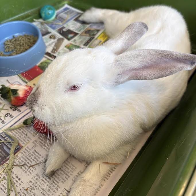 Enlarge Babee, a Adoptable mixed breed in Saint Cloud, MN image 2/6