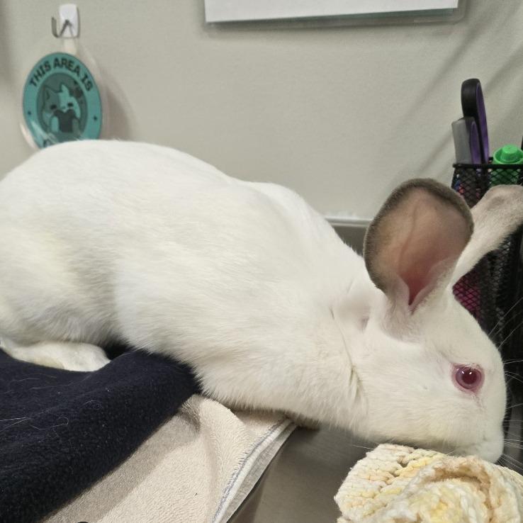 Enlarge Babee, a Adoptable mixed breed in Saint Cloud, MN image 3/6