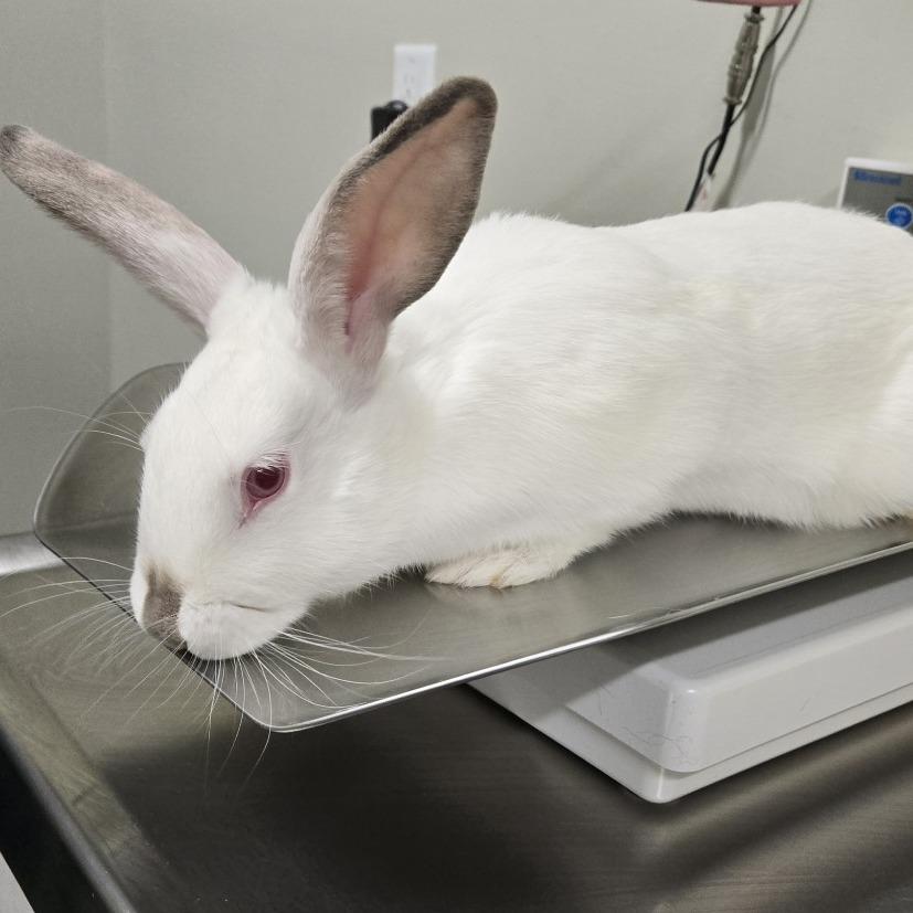 Enlarge Babee, a Adoptable mixed breed in Saint Cloud, MN image 4/6