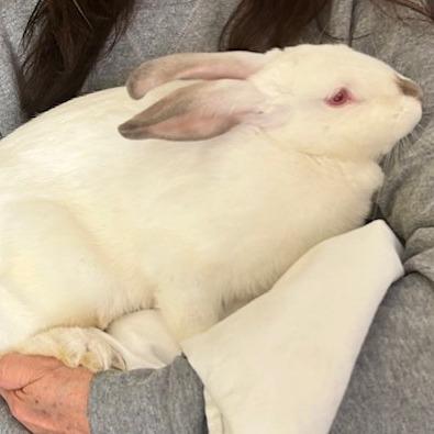 Enlarge Babee, a Adoptable mixed breed in Saint Cloud, MN image 6/6