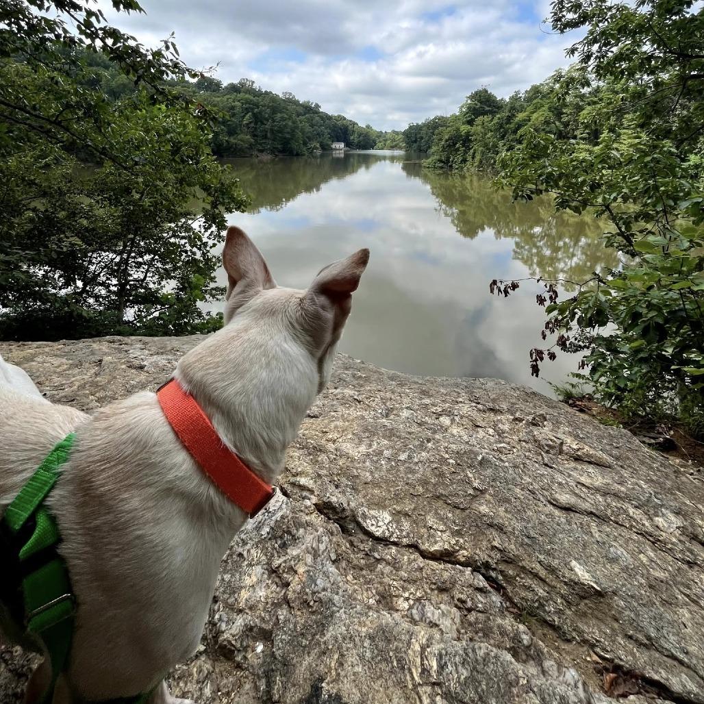 Enlarge Barack, a Adoptable mixed breed in Baltimore, MD image 1/6