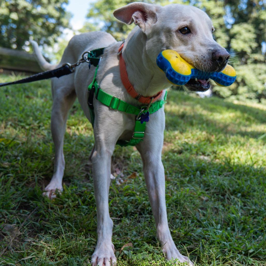 Enlarge Barack, a Adoptable mixed breed in Baltimore, MD image 2/6
