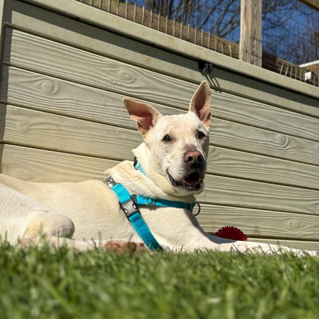 Enlarge Barack, a Adoptable mixed breed in Baltimore, MD image 3/6