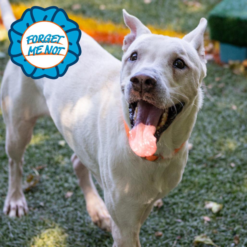 Enlarge Barack, a Adoptable mixed breed in Baltimore, MD image 5/6