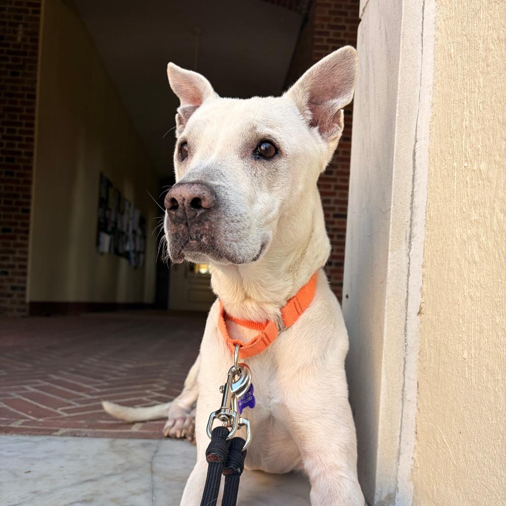 Enlarge Barack, a Adoptable mixed breed in Baltimore, MD image 6/6