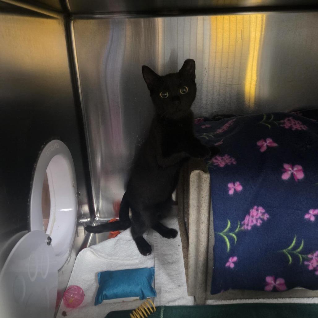 Meeko-Foster, Adoptable, Kitten Male Domestic Short Hair.