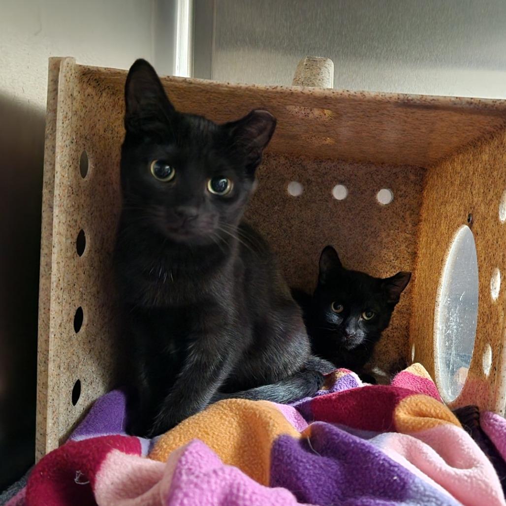 Enlarge Meeko-Foster, a Adoptable Domestic Short Hair in Grand Rapids, MI image 2/2