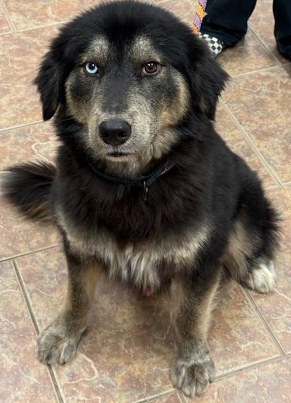 Cowboy, Adoptable, Adult Male Smooth Collie & Australian Shepherd.
