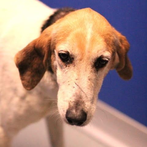 26-00570, ADOPTABLE, Adult Female Hound.