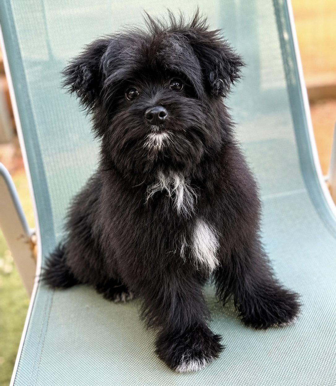 Waffles, a Adoptable mixed breed in Garland, TX image 1/3