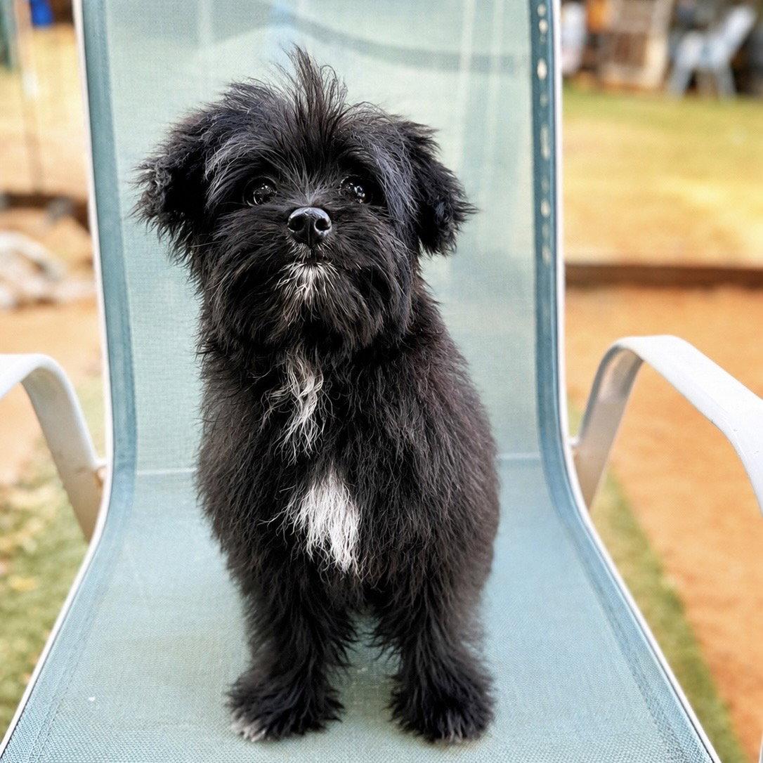 Waffles, a Adoptable mixed breed in Garland, TX image 2/3
