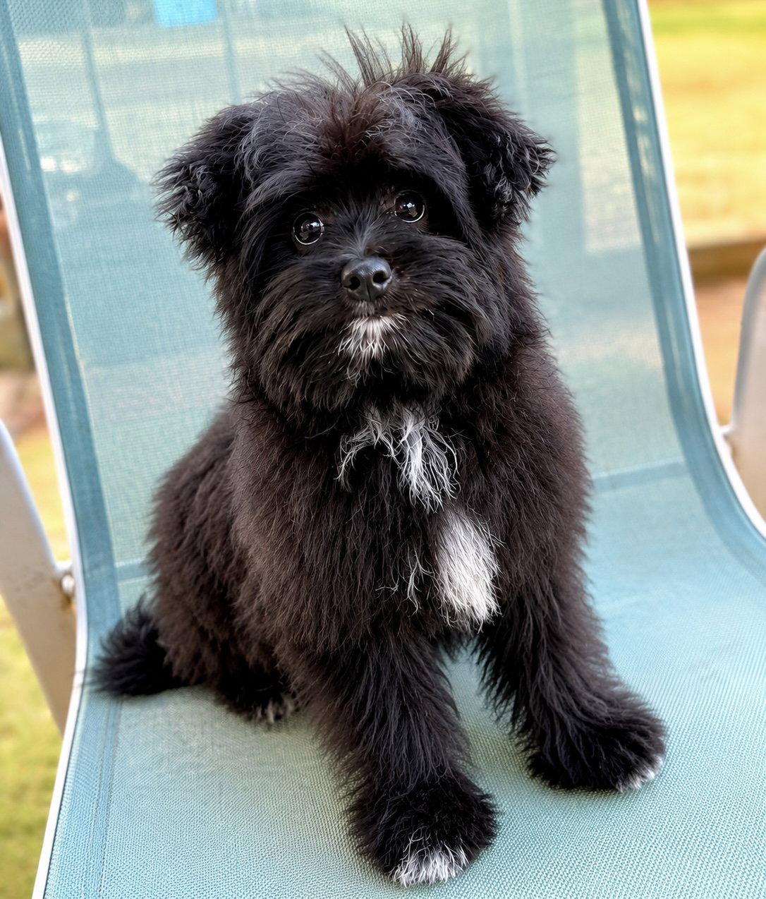 Waffles, a Adoptable mixed breed in Garland, TX image 3/3