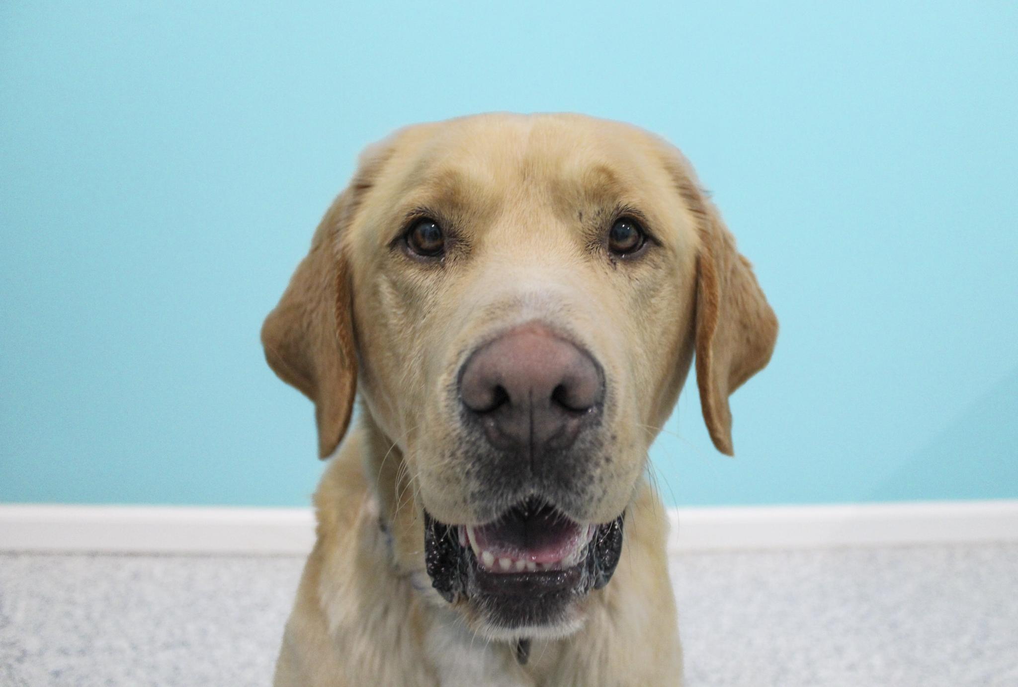 Bauer, adopted, Adult Male Yellow Labrador Retriever.