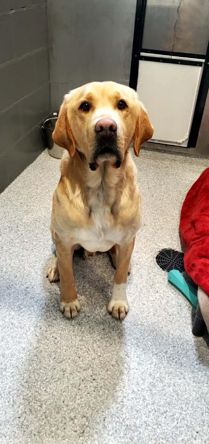 Bauer, an adopted mixed breed in Hutchinson, MN image 4/4