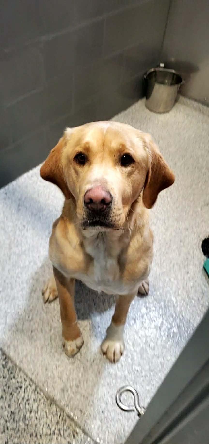 Bauer, an adopted mixed breed in Hutchinson, MN image 3/4