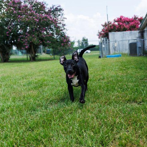Cove, an adoptable mixed breed in Valdosta, GA image 2/5