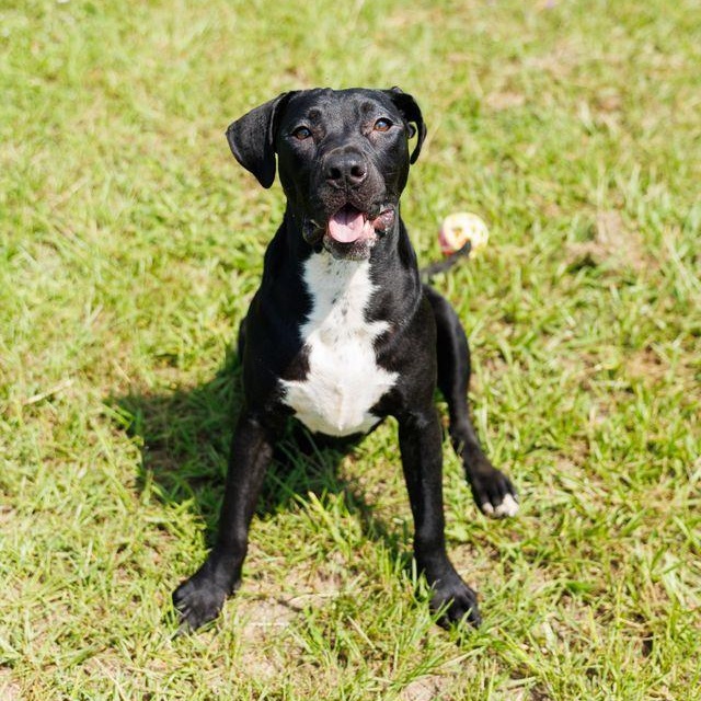 Cove, adoptable, Puppy Male Labrador Retriever & Pit Bull Terrier.