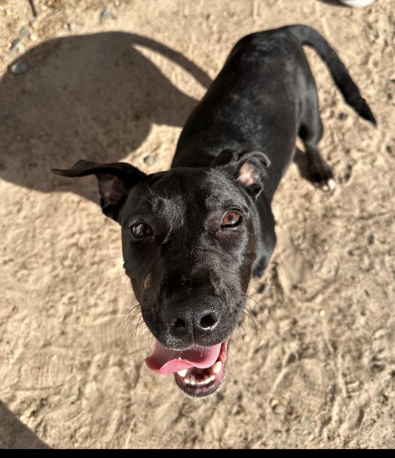 Enlarge Cove, an adoptable mixed breed in Valdosta, GA image 5/5