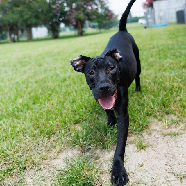 Cove, an adoptable mixed breed in Valdosta, GA image 3/5