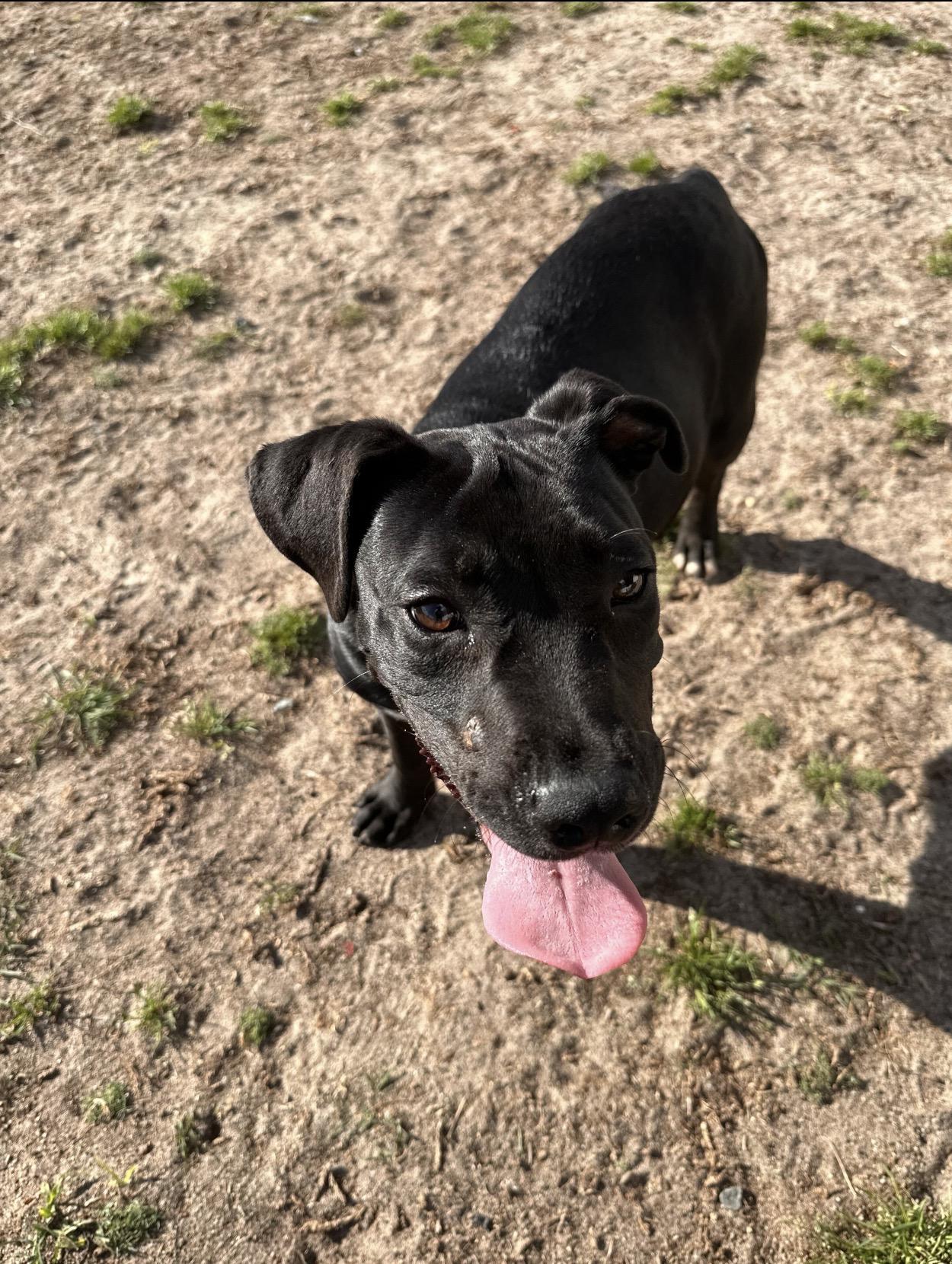 Enlarge Cove, an adoptable mixed breed in Valdosta, GA image 4/5