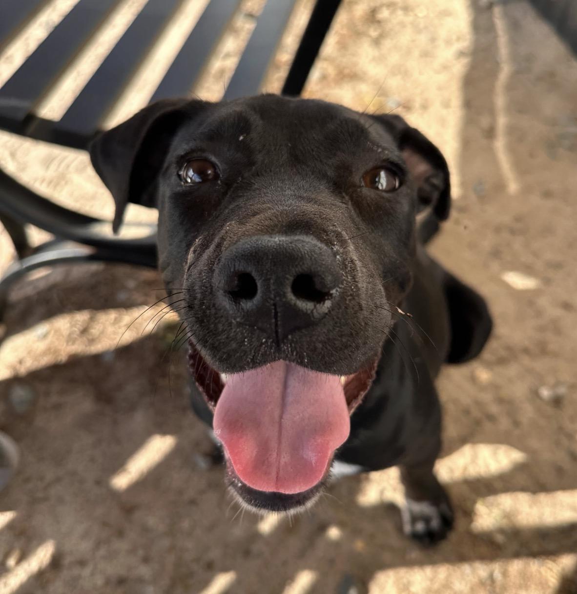 Enlarge Cove, an adoptable mixed breed in Valdosta, GA image 2/5