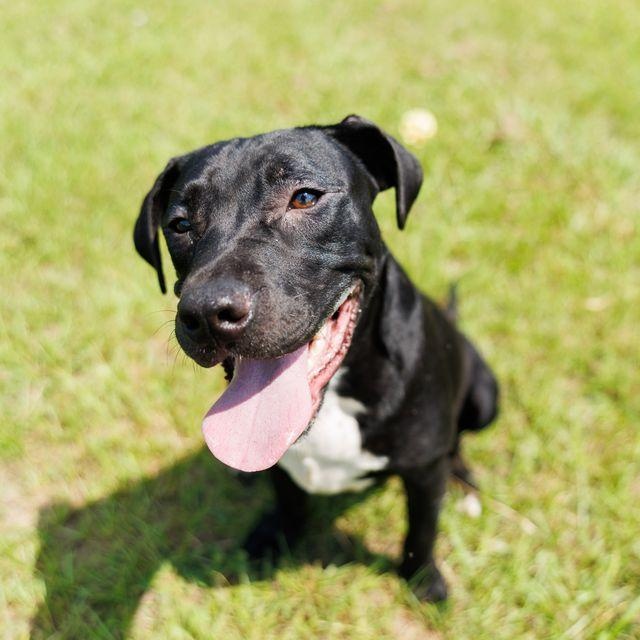 Cove, an adoptable mixed breed in Valdosta, GA image 5/5