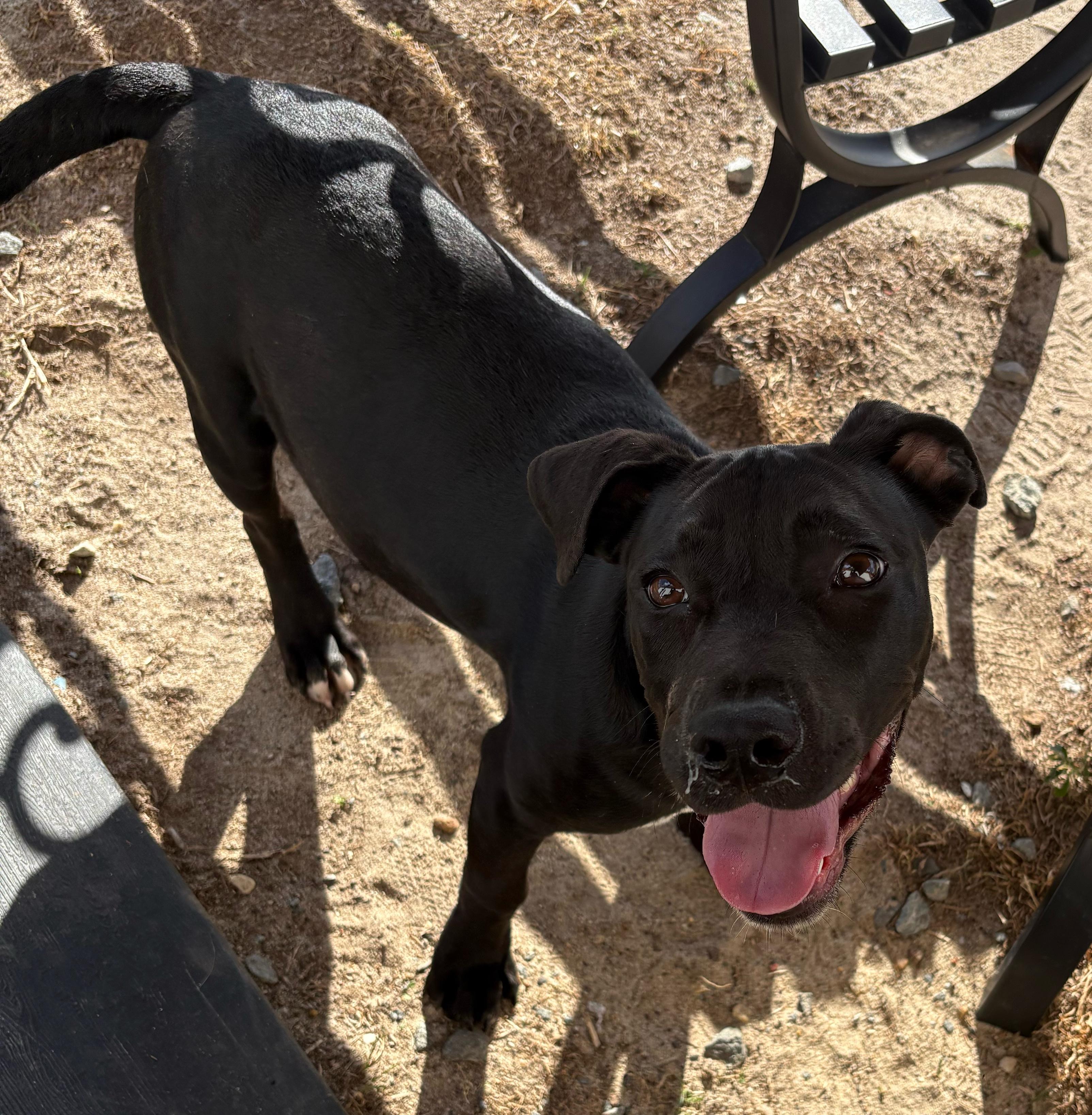 Enlarge Cove, an adoptable mixed breed in Valdosta, GA image 1/5