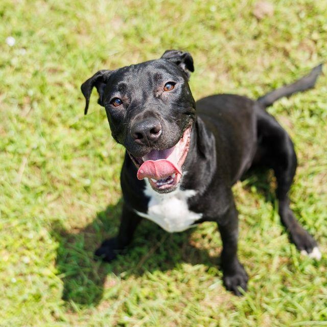 Cove, an adoptable mixed breed in Valdosta, GA image 4/5
