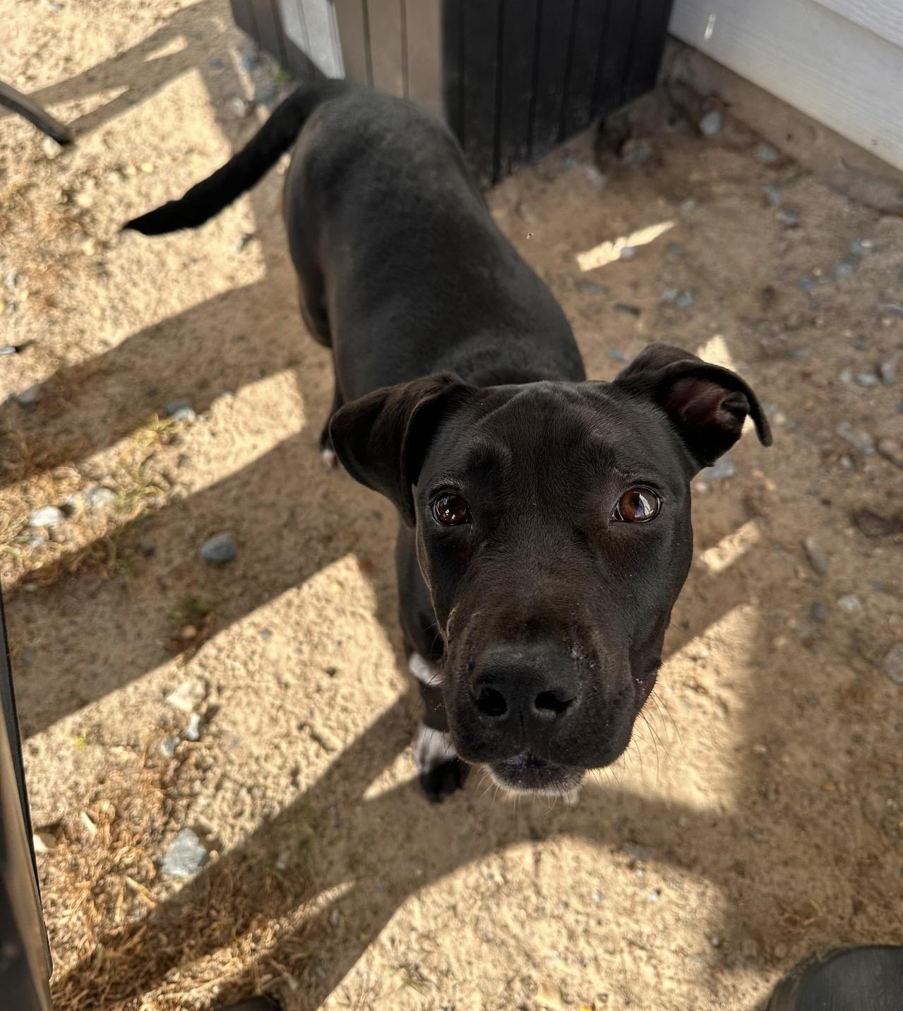 Enlarge Cove, an adoptable mixed breed in Valdosta, GA image 3/5