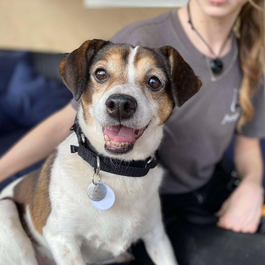 Bono, Adoptable, Senior Male Beagle.