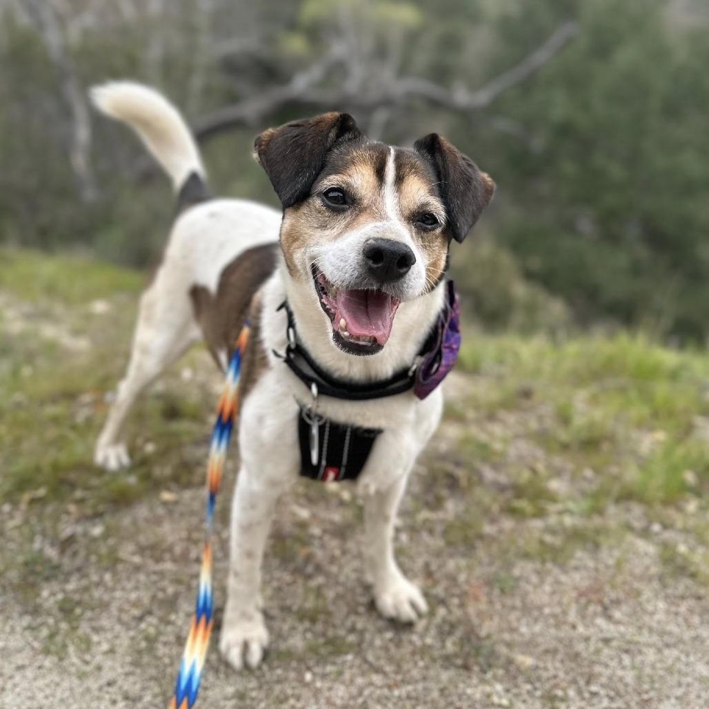Enlarge Bono, a Adoptable Beagle in Ramona, CA image 4/6