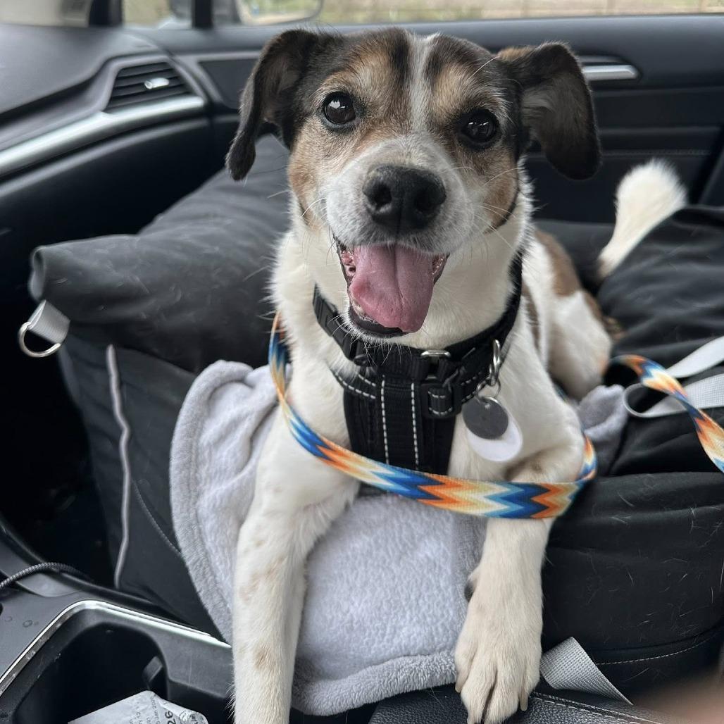 Enlarge Bono, a Adoptable Beagle in Ramona, CA image 5/6