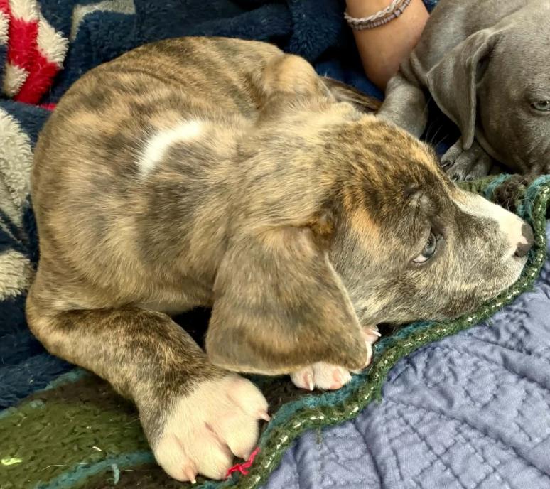 Enlarge Tigerlily, a Adopted mixed breed in Eutawville, SC image 3/6