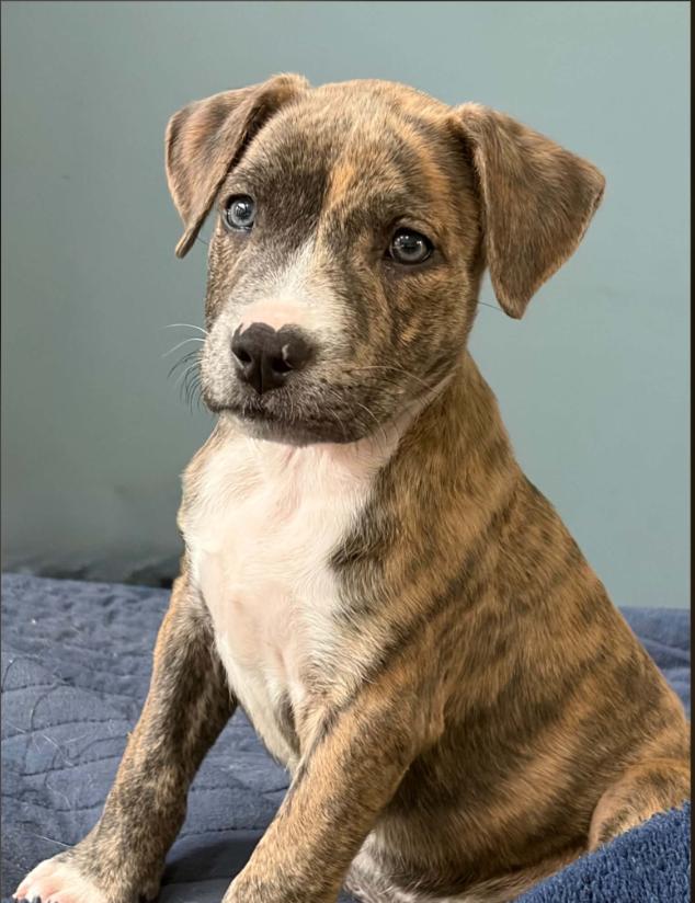Enlarge Tigerlily, a Adopted mixed breed in Eutawville, SC image 5/6