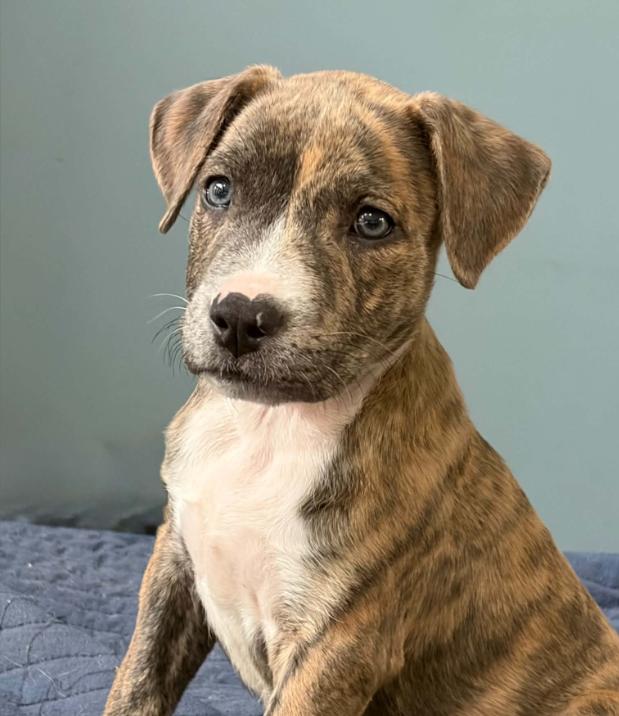 Tigerlily, Adopted, Puppy Female Mixed Breed.