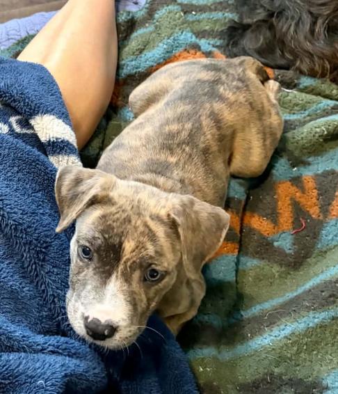 Enlarge Tigerlily, a Adopted mixed breed in Eutawville, SC image 6/6