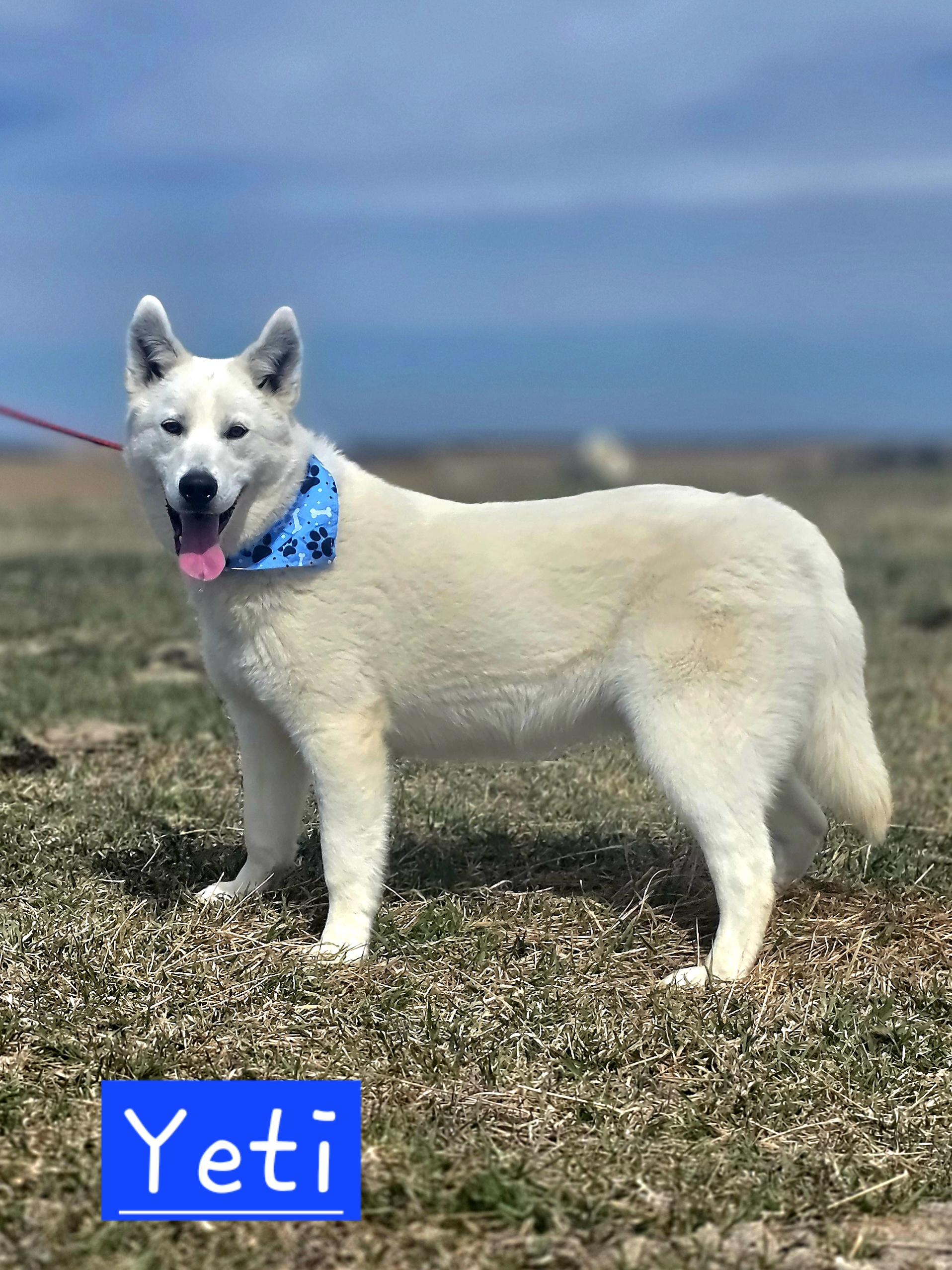 Yeti , ADOPTABLE, Young Male Siberian Husky.