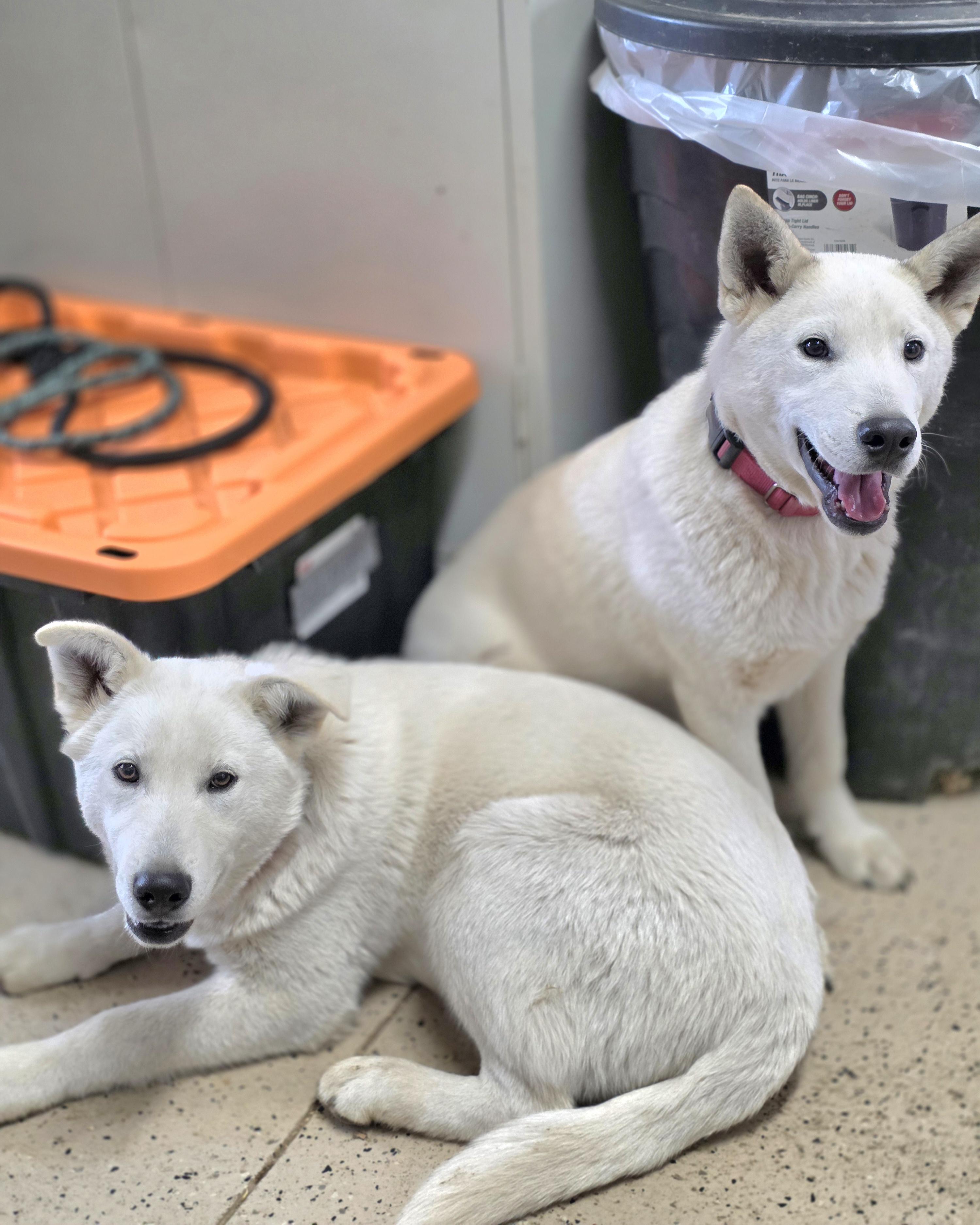 Yeti , a ADOPTABLE Siberian Husky in Walthill, NE image 4/4