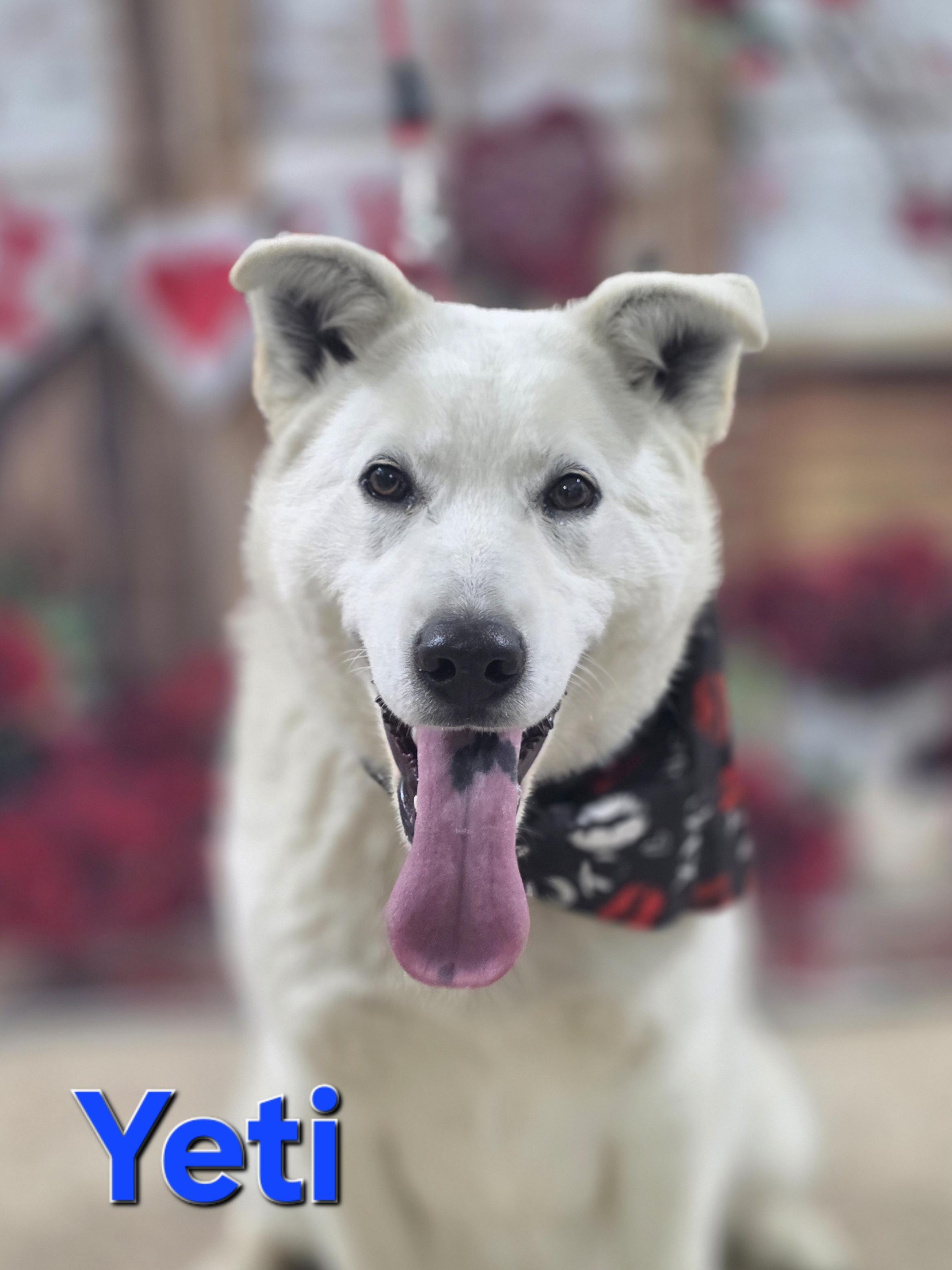 Yeti , a ADOPTABLE Siberian Husky in Walthill, NE image 2/4