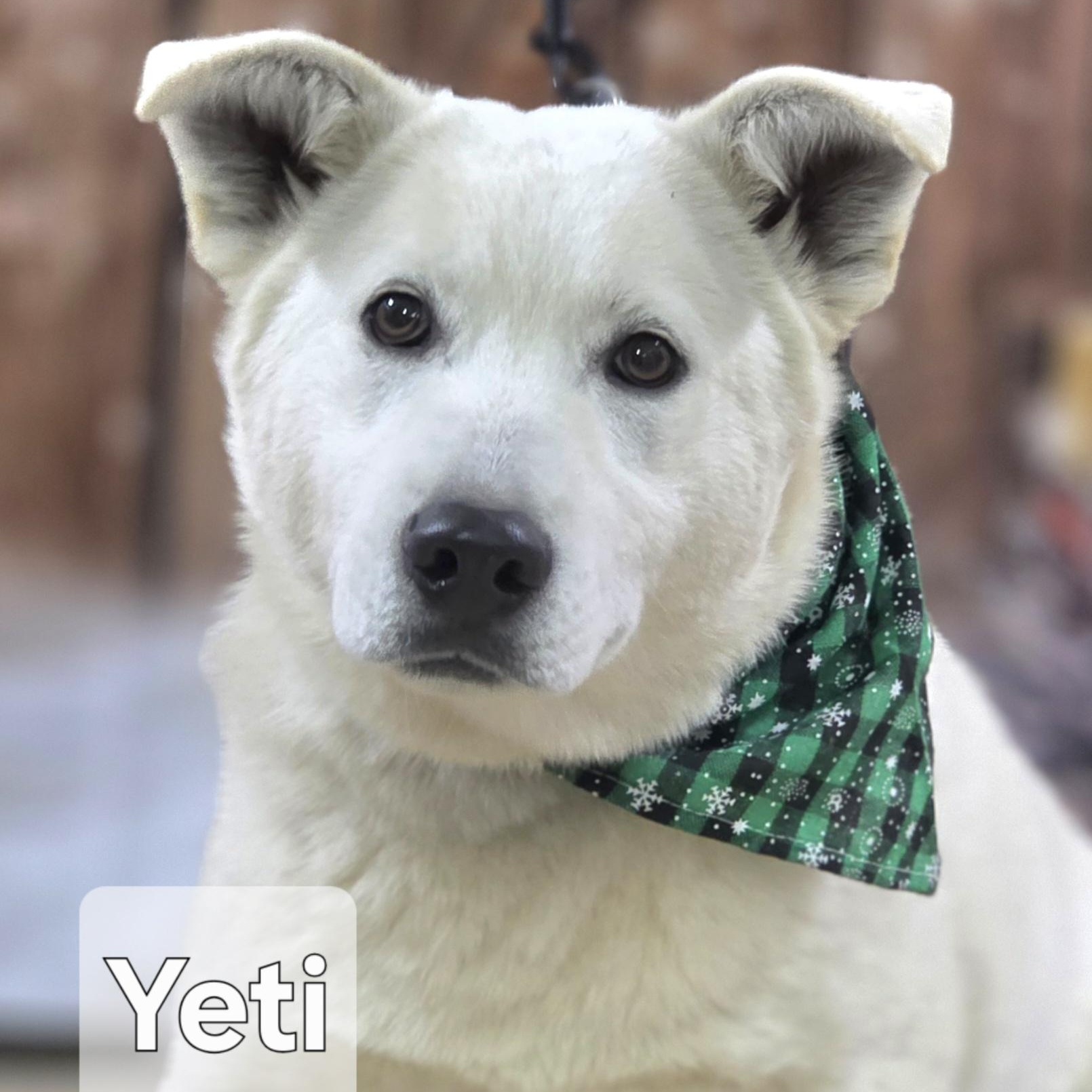 Yeti , a ADOPTABLE Siberian Husky in Walthill, NE image 3/4